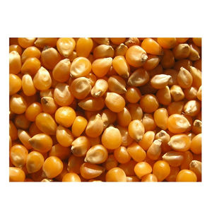 ข้าวโพดเลี้ยงสัตว์และสัตว์ปีกสีเหลือง - Product Image 1