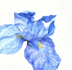 Fleurs artificielles géantes de haute qualité, réalistes et naturelles, <span class=keywords><strong>iris</strong></span> de grande taille pour la décoration d'hôtels, de mariages et de scènes événementielles - Product Image 2