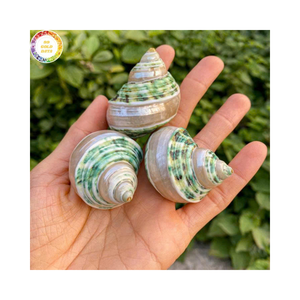 Concha de Turbo Marmoratus Rara, Tamaño Extra Grande, para Piezas de Decoración de Lujo, Calidad de Exportación de Vietnam - Product Image 1