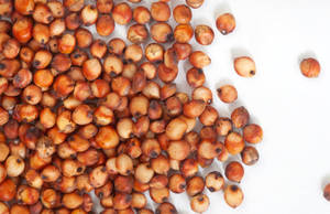 Grano de Sorgo Rojo para Alimentación de Ganado, Grado Alimenticio, Sin GMO, 12 Meses de Vida Útil, Hecho en India - Product Image 6