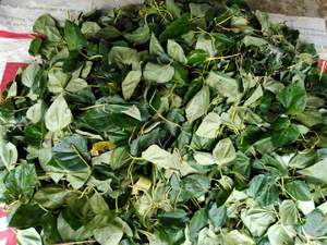 Vente chaude Bonne Qualité Naturel Séché Pur Séché Piper Betel feuilles/Feuilles De Bétel Déshydratées Pour Les Soins De Santé - Product Image 3