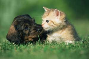 Compléments Alimentaires pour Animaux - Minéraux et Oligo-éléments de Qualité Alimentaire pour une Croissance Saine - Product Image 3