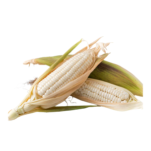 Maïs Blanc Sélectionné Proposé aux Acheteurs en Gros et aux Marchés de Transformation Alimentaire - Product Image 1