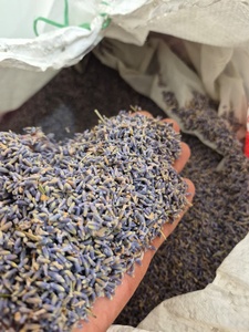 Flores y Capullos de Lavanda Secos al por Mayor, Hierbas Botánicas Premium, Flores Secas Naturales, Calidad Probada en Laboratorio - Product Image 1
