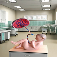 Mannequin médical anatomique en fibre de verre pour la formation des nouveau-nés, éducation biologique en école de médecine, formation pédiatrique MAYALAB