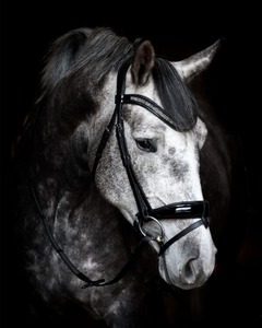 อานาเบล เอคเซสเซอรี ชุดบังเหียนหนังแท้แบบปรับขนาดได้ บังเหียนแบบ Anatomical Snaffle พร้อมสายคาดหน้าผากประดับเพชร  ตกแต่งด้วยหนังเคลือบเงา - Product Image 3