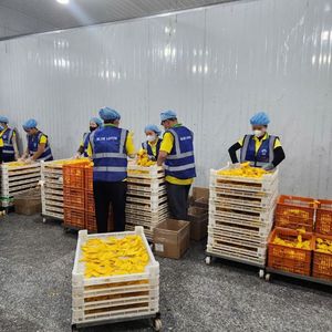Tranches de mangue séchées moelleuses 2026 – Vente chaude – En vrac – Premium – Friandise fruitée moelleuse – Traitement à l'eau – Douceur tropicale - Product Image 4