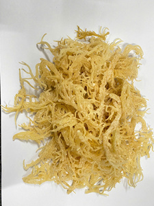 มอสทะเลป่าออร์แกนิกผลิตในเวียดนาม - Product Image 2