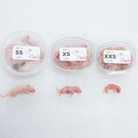 Ratones Congelados SS 5-6g, Alimento Premium para Serpientes, Alto en Proteínas, Refuerzo Inmunológico, Alimento para Roedores, Venta al por Mayor, Libre de Salmonella, Bio-Enhanced