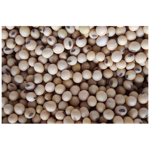 Soja non-OGM disponible à prix avantageux / Soja jaune non-OGM de qualité supérieure à haute teneur en protéines / Farine de soja 48% de protéines - Product Image 5