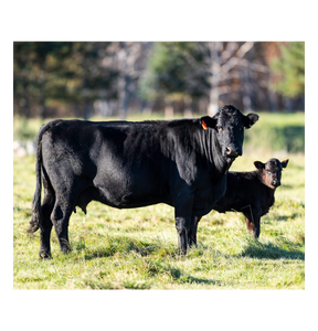 Bovins Black Angus de qualité supérieure pour la vente en gros et l'élevage commercial - Product Image 6