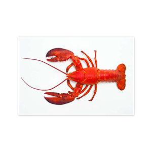 กุ้งล็อบสเตอร์แบบดิบทั้งหมดอาหารทะเลสดมีรสชาติอร่อย - Product Image 5