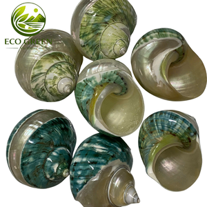 Coquilles turbo naturelles en vrac du Vietnam, coquilles polies pour les propriétaires de crabes ermites, décoration d'aquarium, artisanat de bijoux DIY et souvenirs - Product Image 1