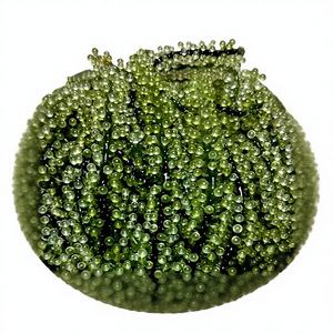 สาหร่ายทะเลสด/ไข่ปลาคาเวียร์เขียว/สาหร่ายอบแห้ง/LATO/ARAROSEP บรรจุถุงซิปล็อค คุณภาพสูง อร่อย 100% จากธรรมชาติ ยี่ห้อ ANNA - Product Image 1