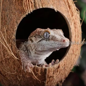 Cueva de Coco para Esconderse, Ideal para Terrarios, Aves, Palomas, Serpientes, Lagartos, Anfibios, Reptiles, Ranas, Hecho en Sri Lanka, para Exportación - Product Image 3