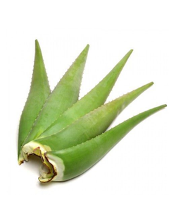 HIGH-QUALITY, PURE FRESH ALOE VERA, WHOLESALE, IN SYRUP FORM WITH PULP, FOR JUICING, <b>DICED</b> - Product Image 3