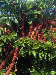 Vietnam <b>Robusta</b> <b>Coffee</b> <b>Beans</b> Green Jute Bag 1000kg PHALCO Brand Grade 1 2 Year Shelf Life Best Supplier Best Price High Quality - Product Image 3