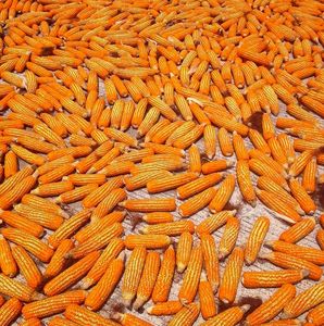 Maïs jaune naturel, grain entier, riche en vitamines et en fibres, parfait pour la cuisine, la pâtisserie, les collations saines et les recettes - Product Image 2