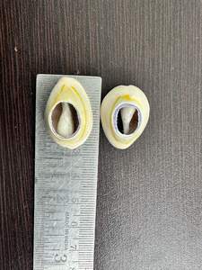 Conchas de Cauri Naturales Grandes con Parte Posterior Abierta, Conchas de Cauri Reales para la Fabricación de Joyas, Manualidades y Decoración - Product Image 3