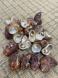 แหวนรัดผ้าเช็ดปากเปลือกหอยลายเสือแกะสลักตามสั่ง แหวนรัดผ้าเช็ดปากโลโก้ส่วนตัว แหวนรัดผ้าเช็ดปากงานแต่งงานริมชายฝั่ง - Product Image 1