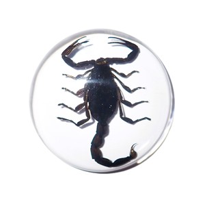 Scorpion noir, spécimen réel, cabochon en plastique rond 38x38 mm, fond plat transparent pour l'artisanat et la fabrication de bijoux - Product Image 5