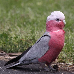 Live Galah Cockatoo Birds for <b>Aviary</b> Breeding Ornamental Bird Keeping Wholesale Supply NMF (PVT) LTD South Africa Manufacturer - Product Image 2