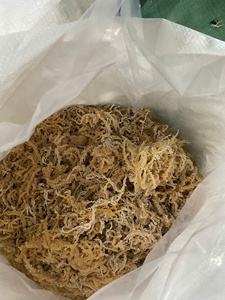 HIGH QUALITY <b>RAW</b> DRIED <b>SEA</b> <b>MOSS</b>/ IRISH SEAMOSS in BULK for SALES/ Ms. Lily - Product Image 5