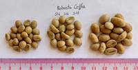 VIETNAM HAUTE QUALITÉ ROBUSTA ARABICA GRAINS DE CAFÉ VERT BON PRIX SCR13/ 16/ 18- WS: + 84-915 355 383