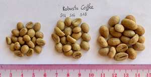 เวียดนามที่มีคุณภาพสูงโรบัสต้าอาราบิก้าเมล็ดกาแฟสีเขียวราคาดี SCR13/ 16/ 18- WS: + 84-915 355 383 - Product Image 4