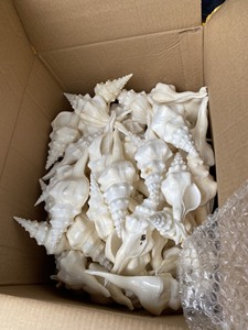 Natural White Spindle Shell Seashell Wholesale Bulk Supply for Jewelry Making Craft Decoration and Souvenir - Product Image 4