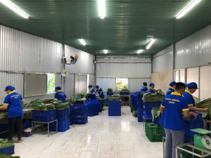 Mejor Precio Hoja de Plátano Natural Verde Marca GMG de Vietnam para Mayoristas - Product Image 5