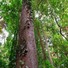 Aceite de Bálsamo de Gurjun de Primera Calidad, Puro y Natural, 100% Orgánico, Venta al por Mayor, Fabricante Confiable en India, Calidad de Exportación - Product Image 5