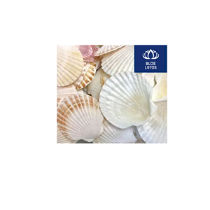 ENVÍO EN EL MISMO DÍA Ventilador de Conchas Marinas Ecológico, Seguro y Limpio, Hecho con Materiales Vegetales, Ideal para Colgar en la Pared y Refrigeración del Aire, Precio Directo - Product Image 1