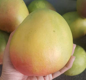 Proveedor de Mangos Frescos Premium, Precio de Fábrica, Fruta Tropical Dulce y Natural, Calidad de Exportación Global, Mango Fresco al por Mayor - Product Image 1