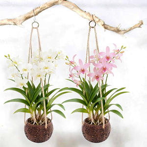 Pot en Coque de Noix de Coco Écologique en Gros, Jardinière Suspendue en Noix de Coco Idéale pour la Décoration de Patio et de Balcon en provenance du Vietnam - Product Image 4
