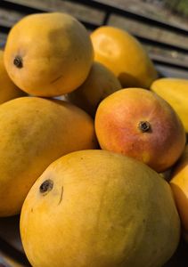 Mango Fresco Premium Más Vendido, Mango Amarillo a Bajo Precio, Fruta de Mango Fresca de Pakistán - Product Image 5