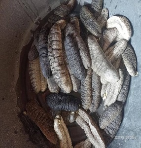 Concombre de mer séché biologique naturel nutritif de qualité supérieure en gros, emballage en vrac, service OEM/ODM - Product Image 5