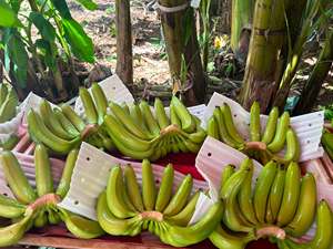 ฟาร์มบลูโลตัส กล้วยคาเวนดิชสด ปลอดสารพิษ เกรดพรีเมียมสำหรับส่งออก สีเขียว น้ำหนัก 2 กก. อายุการเก็บรักษา 6 เดือน - Product Image 5