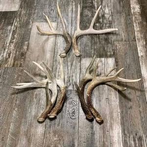 Cuernos de Ciervo Rojo de Primera Calidad, Piezas Completas Naturales para Artesanos, Coleccionistas y Distribuidores Mayoristas - Product Image 4