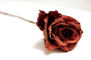 2025 Hot Selling Wholesale <b>Dried</b> Wholesale Price High Quality OEM Service Packing Available in Cheapest Rose <b>Petals</b> in Custom - Product Image 5