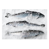 Saumon d'Atlantique entier congelé BQF FD de qualité supérieure biologique, y compris la tête de saumon, emballé sous vide, 25 kg, durée de conservation de 24 mois