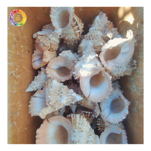 Coquille de casque de reine en gros, coquille de casque de reine polie, artisanat d'ermite, décoration d'intérieur, ornement artistique en coquille brute - Product Image 5