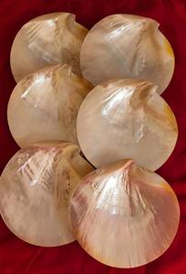 Paquete de Conchas Marinas Pequeñas Mixtas para Arte de Uñas DIY y Manualidades con Resina, para Diseños Detallados y Suministros para Aficionados, Técnica Básica - Product Image 3