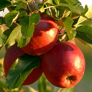 Coréen Premium Knock Knocks Co. LTD Pomme Frais Doux Fuji Type 219g 20kg Par Carton - Product Image 5