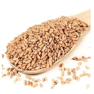 Grains de blé tendre de qualité supérieure, les plus vendus, en gros, qualité alimentaire, pour l'exportation - Product Image 1