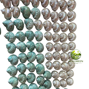 Natural Turbo <b>Shell</b> Replacement Seashells for <b>Hermit</b> <b>Crabs</b> Polished Iridescent <b>Shells</b> Aquarium Accessories and Coastal Decor - Product Image 3