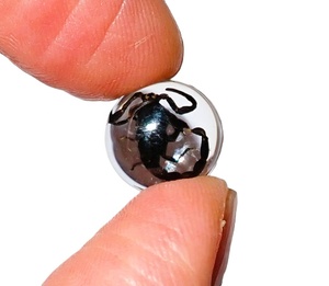 Cabujón de Plástico con Espécimen Real de Escorpión Negro, Redondo, 13x13 mm, Base Plana Transparente, para Manualidades y Joyería - Product Image 3