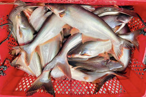 Filet de poisson pangasius congelé du Vietnam, 1 kg, 100 % pur, faible teneur en sel, sans additifs, qualité supérieure, stockage à -18 °C, durée de conservation de plus de 12 mois - Product Image 5