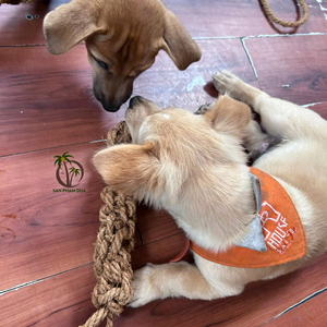 Jouet pour animaux de compagnie en fibre de coco naturelle en gros / Jouet à mâcher durable pour chien en forme de boule de coco / Jouet pour chien en écorce de coco au Vietnam au meilleur prix - Product Image 1