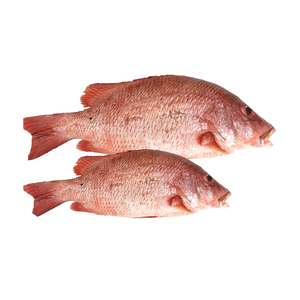 Pargo Rojo Entero Congelado Fresco, Precio de Mercado, Vida Útil de 2 Años - Product Image 5